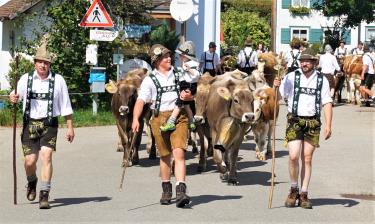 Zum ersten Mal Viehscheid : Die Neuen auf der Alpe Wenger Egg 